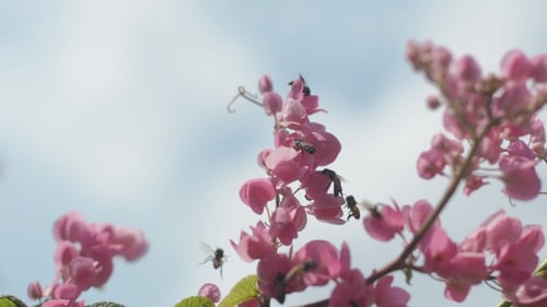 Bees Pollinating Pink Flowers in Bright Daylight