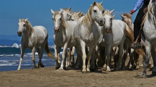 Herde von Camargue-Pferden mit Wächtern am Strand, Camargue, Frankreich