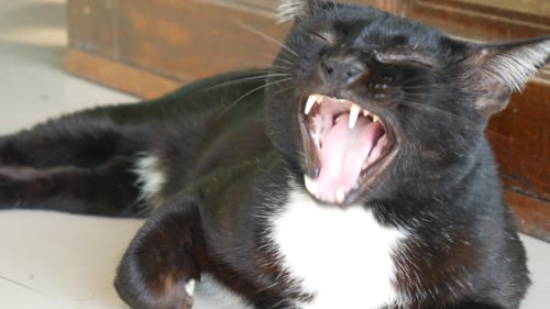 Gähnende Katze