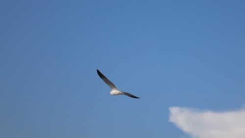 Seagull Flying in Blue Sky on Sunny Day