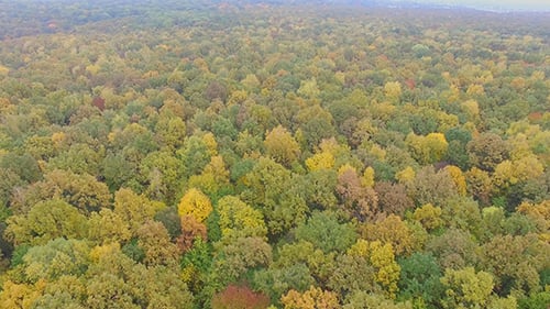 Aerial View Autumn Forest