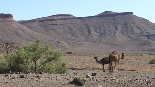 Camels Roaming Freely in a Majestic Desert Landscape
