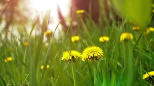 Dandelions In The Meadow
