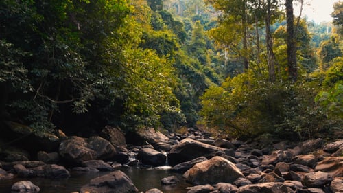 Waterfall In Forest