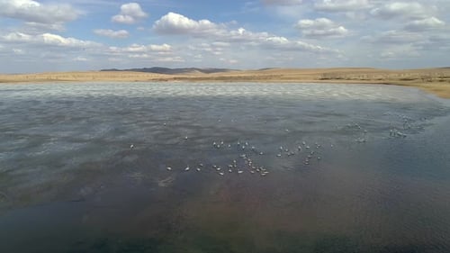 Flying over the Spring Lake with Swans