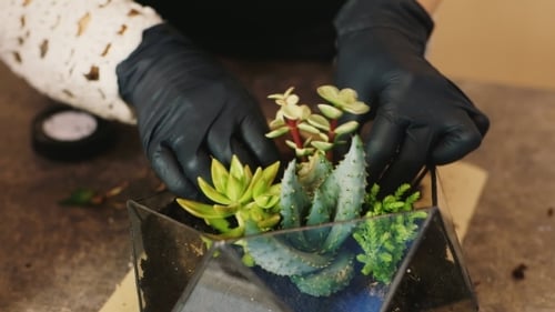 Haciendo Florarium,