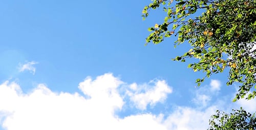 Blue Sky with Clouds and Tree Branches Swaying