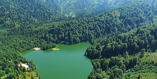 Green Forest Aerial