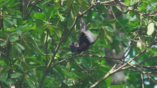 Flying Fox Hangs On a Tree Branch And Washes