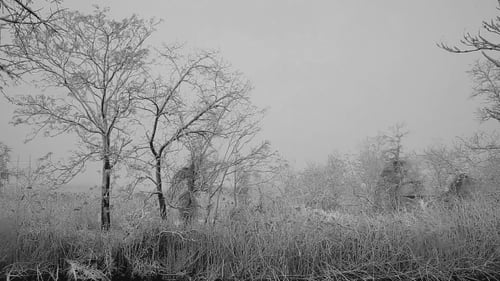 Snow Storm Snowstorm Winter