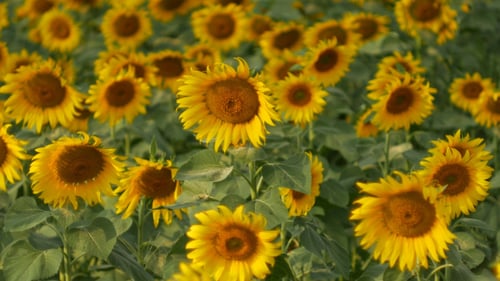 Field of Sunflowers Swaying in the Breeze
