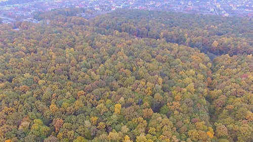 Wald in Herbstfarben