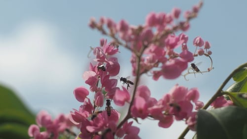 Bees Pollinating Pink Flowers on a Sunny Day