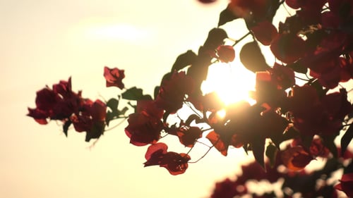 Sunlight Through Flower Tree