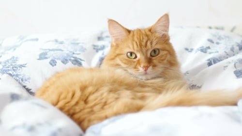 Fluffy Ginger Cat Lying on Bed Close Up