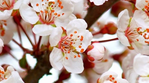 Matin de printemps ensoleillé à Cherry Garden