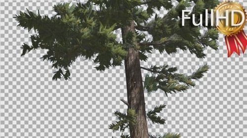 Swaying Pine Tree with Alpha Channel