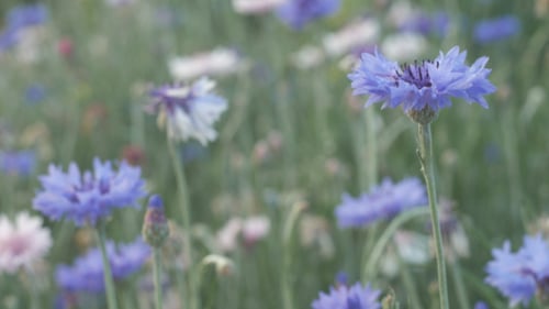 Violette Blumen