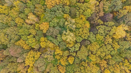 Trees In A Forest Shifting Colors During Autumn