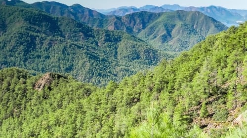 Watching At Mountain Range Covered By Pine Forest With a Distant Sea View.