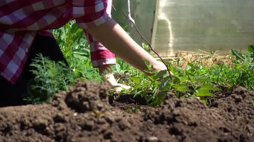 Un fermier cultive un framboisier en pleine croissance. Travaux agricoles par temps ensoleillé