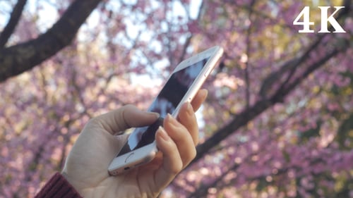 Hand Uses Phone With Cherry Blossom Background