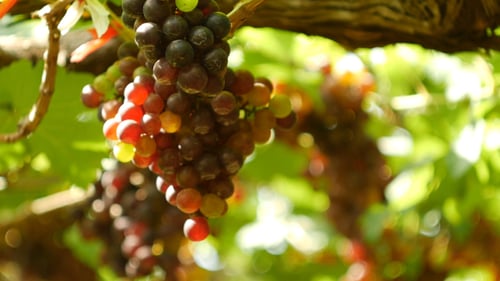 Grape