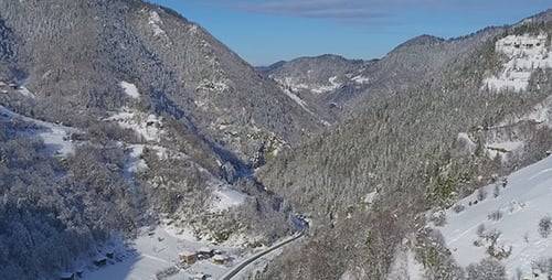 Forest of Snow