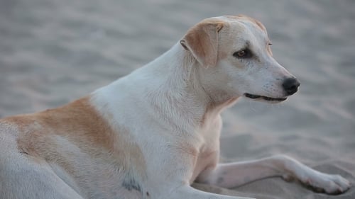 Hund am Strand