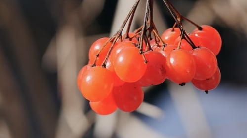 Rote Viburnum-Beeren (Guelder-Rose)