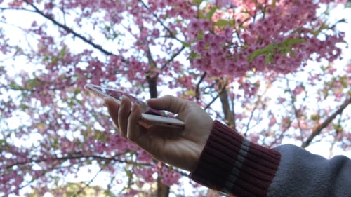 Hand Using Mobile Phone with Cherry Blossoms