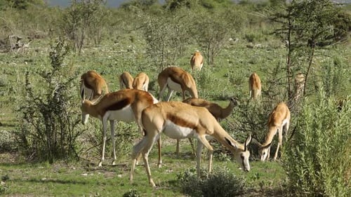 Springbockantilopen füttern - Etosha