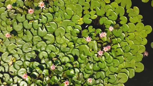 Wwater Lily Aerial View