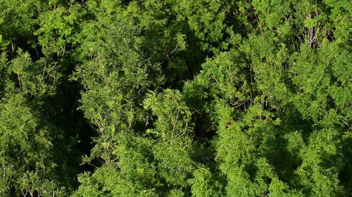 Aerial View of Lush Green Tree Canopy