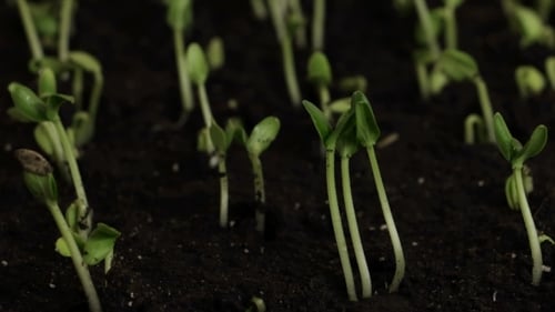 Plante en croissance