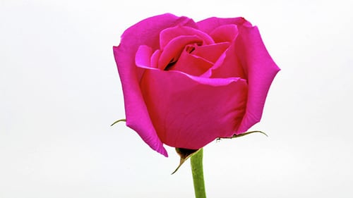 Bright Pink Rose Flower Close Up