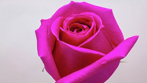 Rosenblüte 3