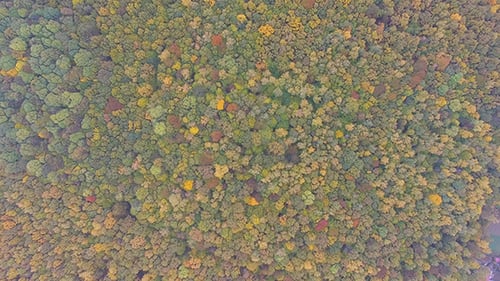 Aerial View of Colorful Forest in Autumn