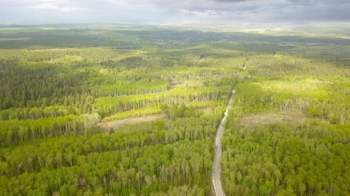 Forest Road