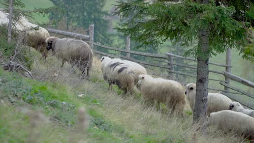 Schafe gehen auf die Weide