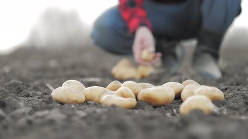 Farmer Plants Potatoes in a Rural Field
