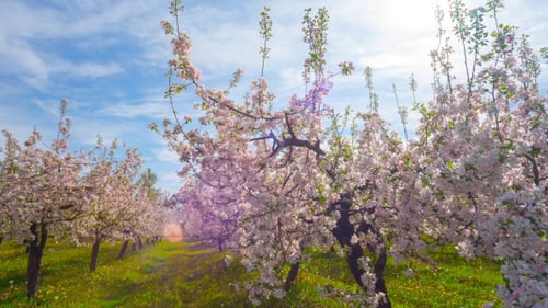 Verger de pommiers en fleurs