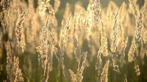 Tall Golden Grasses Swaying in the Morning Light