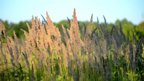 Golden Wild Grass Swaying Gently in Field