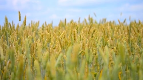 Wheat Field Swaying Gently in the Wind