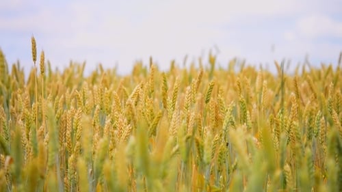 Pointes de blé supérieures, arrière-plan flou, faible profondeur de champ, flou