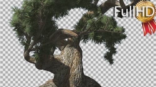 Realistic Animated Pine Tree with Transparent Background