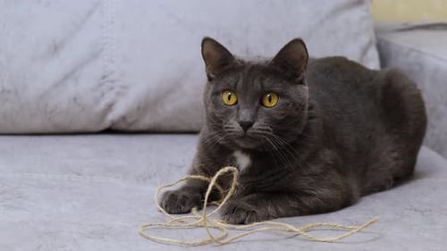 Grey Cat Relaxing on a Couch with Twine