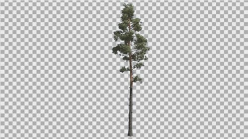 Realistic Tall Pine Tree Swaying Gently