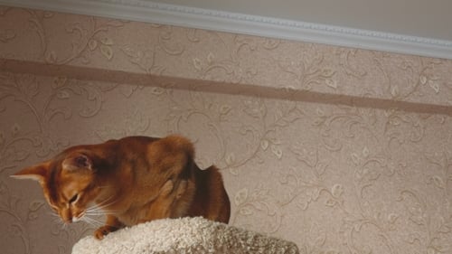 Playful Abyssinian Cat Grooming and Swatting at Toy